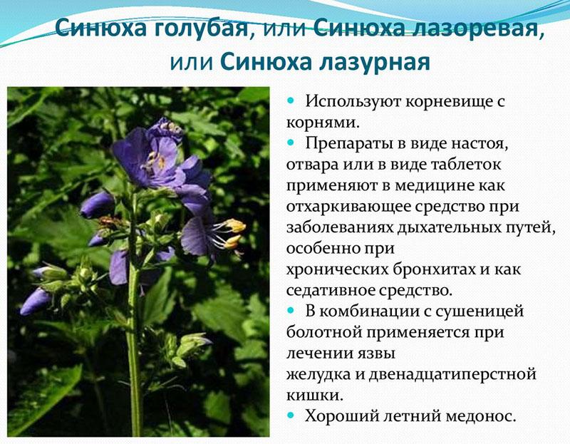 caractéristiques de la plante bleu cyanose