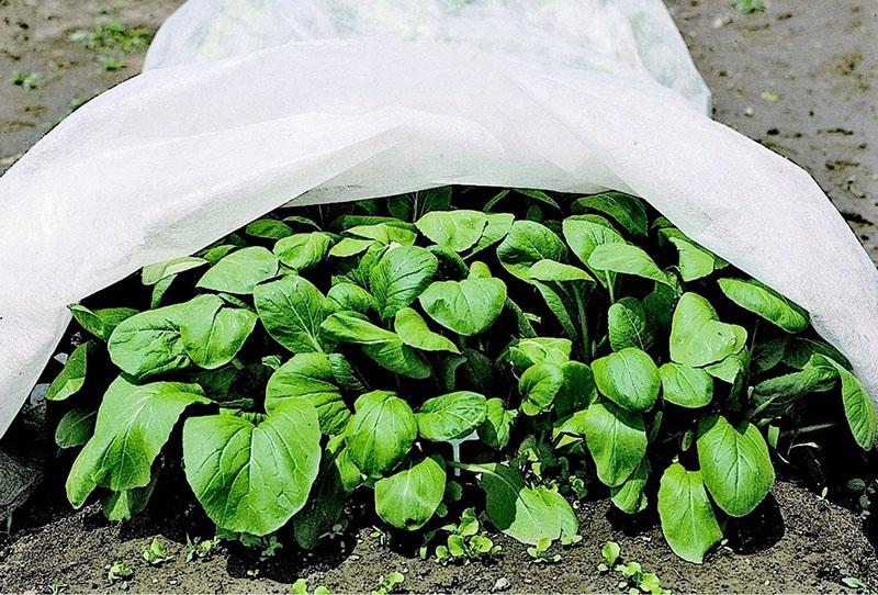 características del material de recubrimiento Agrospan