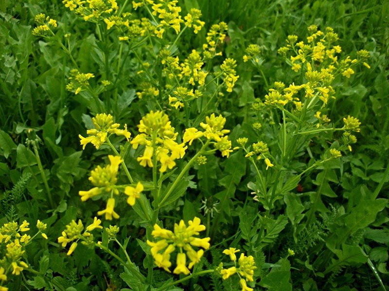 propriétés médicinales de l'herbe de colza