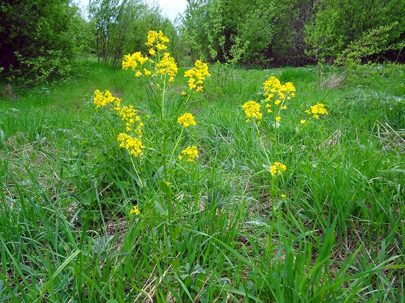 viol à la lisière de la forêt