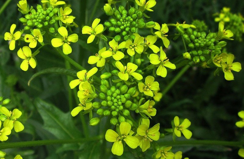 plante crucifère