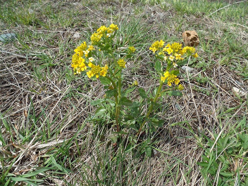 fleurs de colza