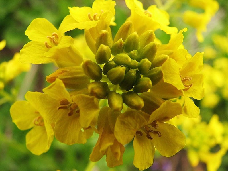 un bouquet luxuriant de petites fleurs parfumées