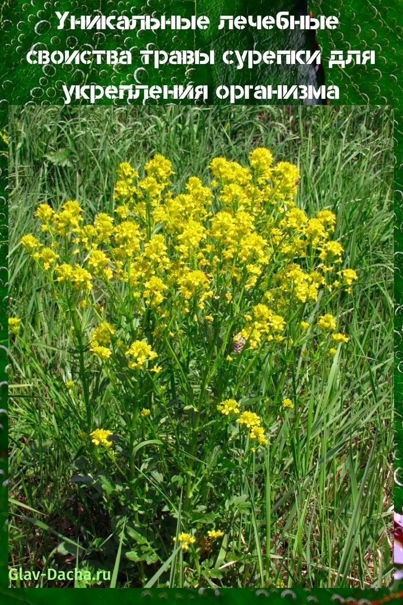 propriétés médicinales de l'herbe de colza