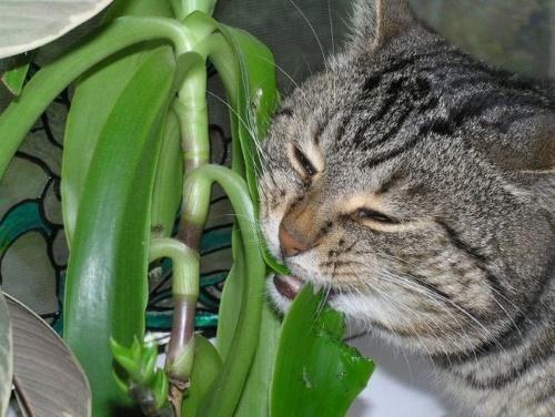 moustache et chat