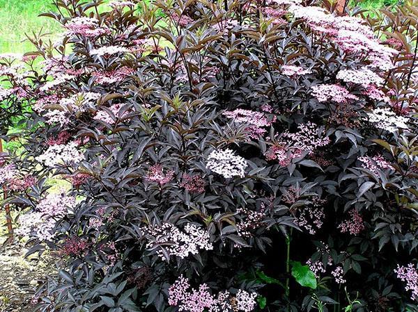 buisson de sureau noir