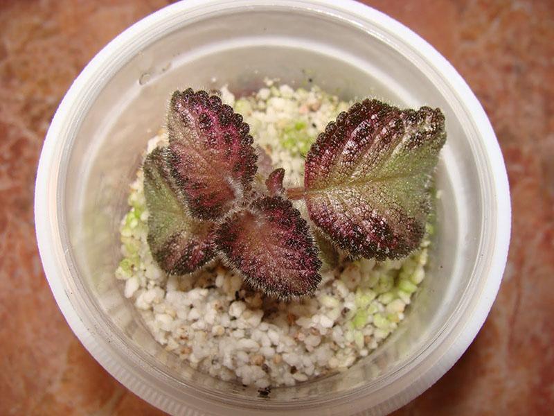 plantes d'intérieur en agroperlite