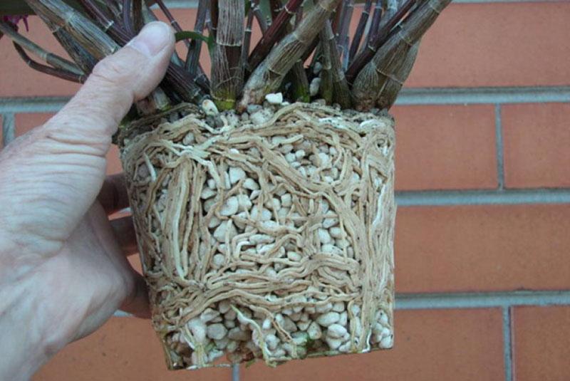 plantes d'intérieur en agroperlite