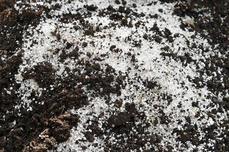 introduction d'agroperlite dans le sol