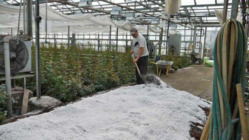 travailler avec de l'agroperlite en serre