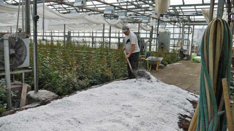 trabajar con agroperlita en invernadero