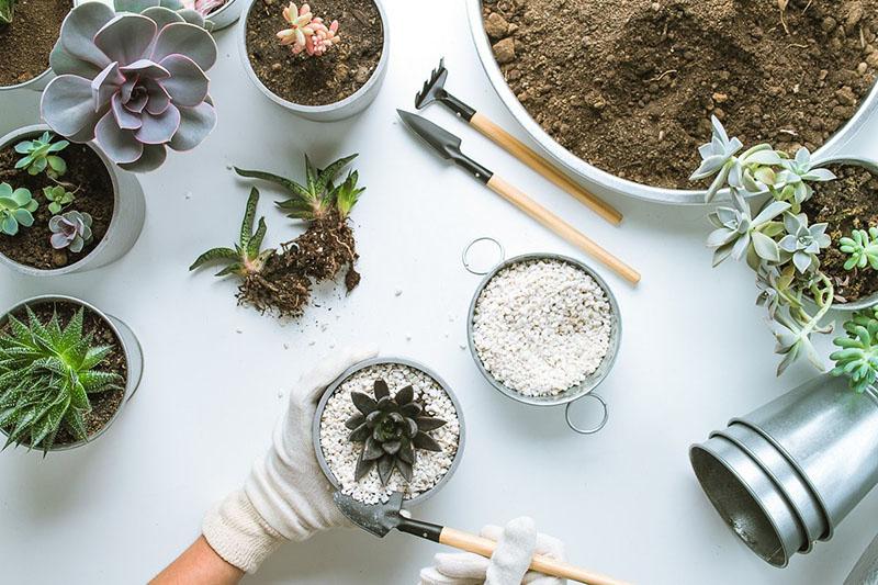 Propiedades y aplicación de agroperlita para flores.