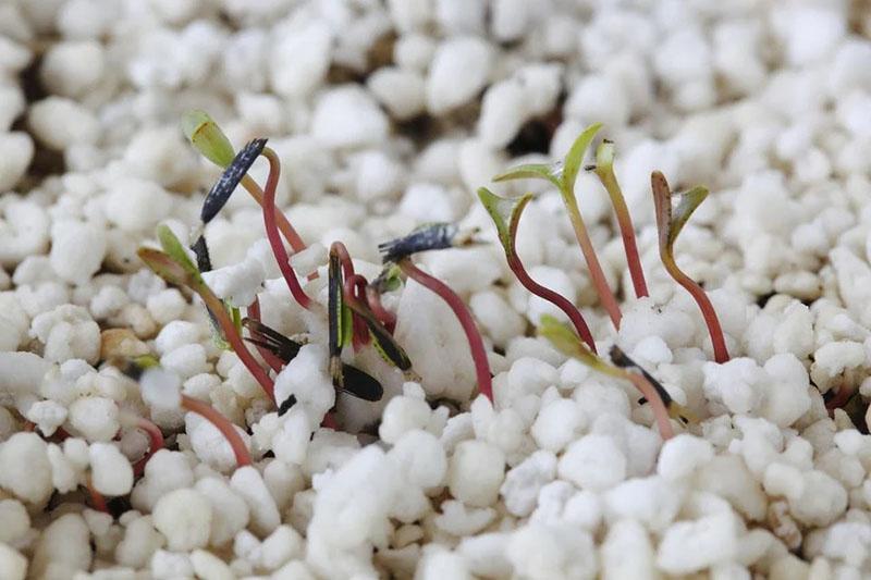germination des graines en agroperlite