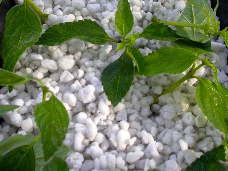 bouturage en agroperlite