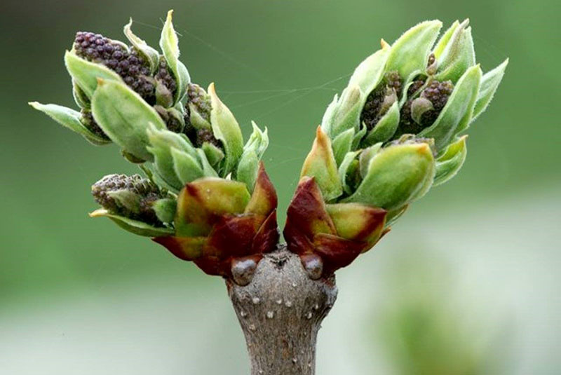 propiedades útiles de los capullos de lilas