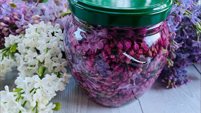 tintura de flores lilas