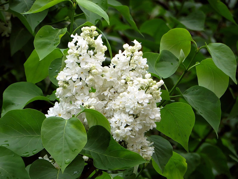 flores lilas blancas