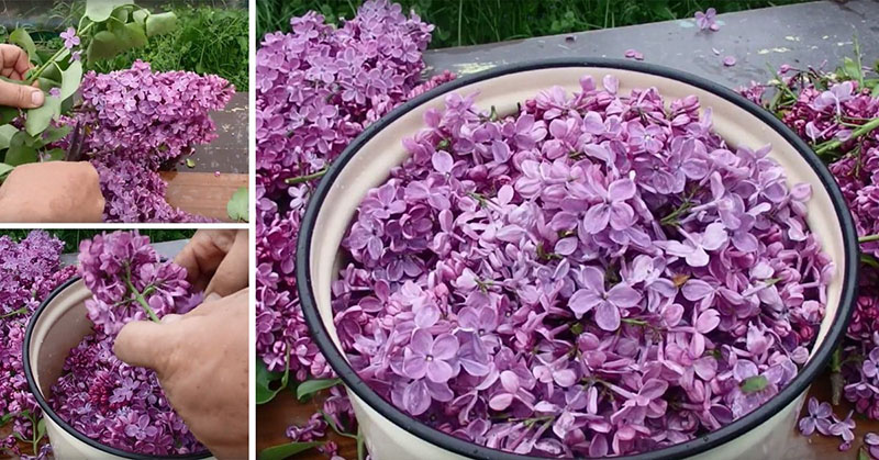 récolte des inflorescences lilas