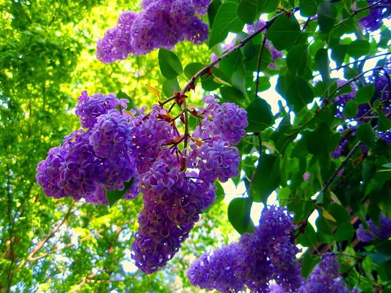 fragantes flores de color lila en el jardín