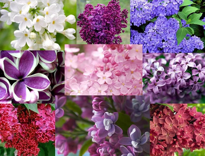 différentes variétés de lilas
