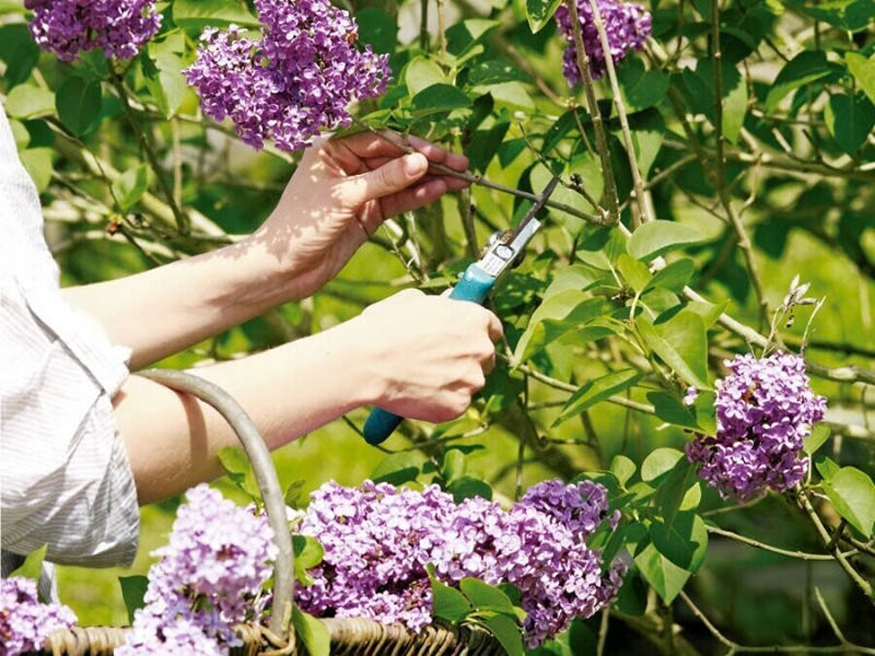 cosechando flores lilas