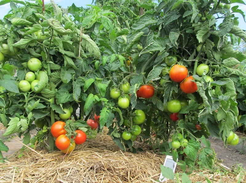 Variedad de tomate Labrador en campo abierto
