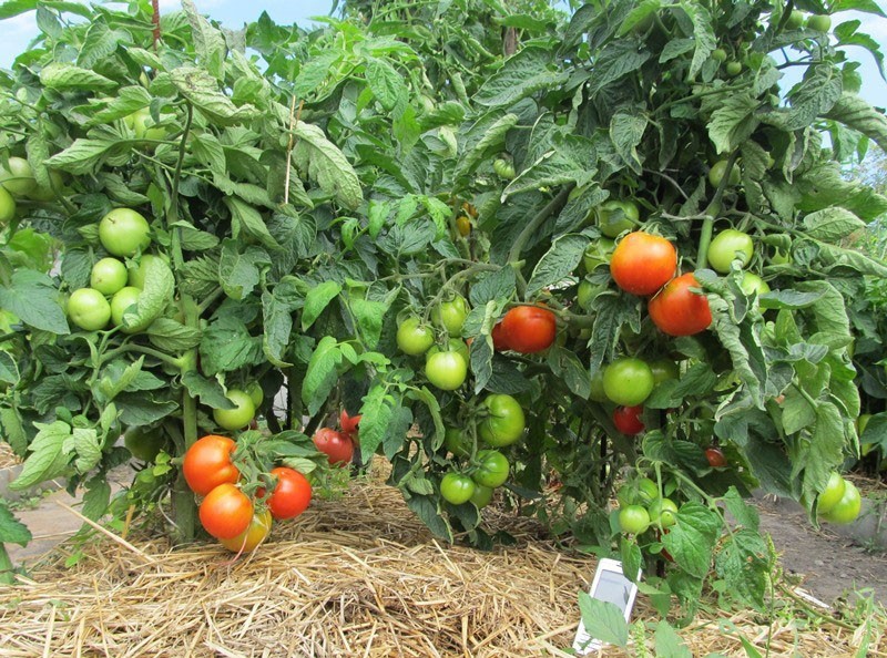 variété de tomate Labrador en plein champ