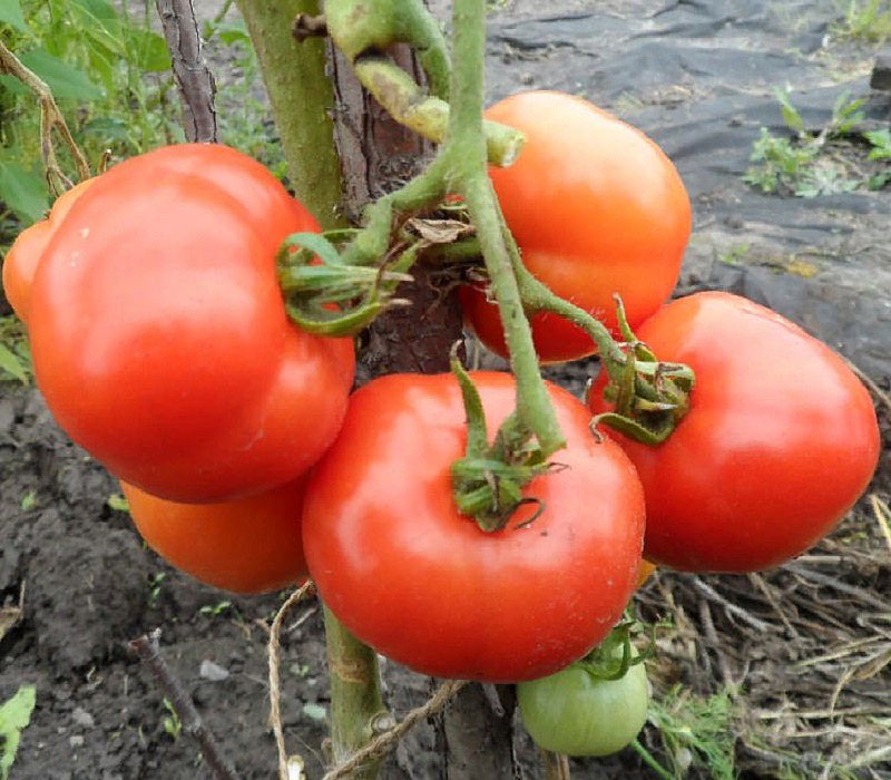 tomates maduros