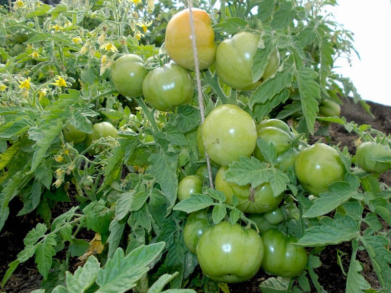 variété de tomate à haut rendement