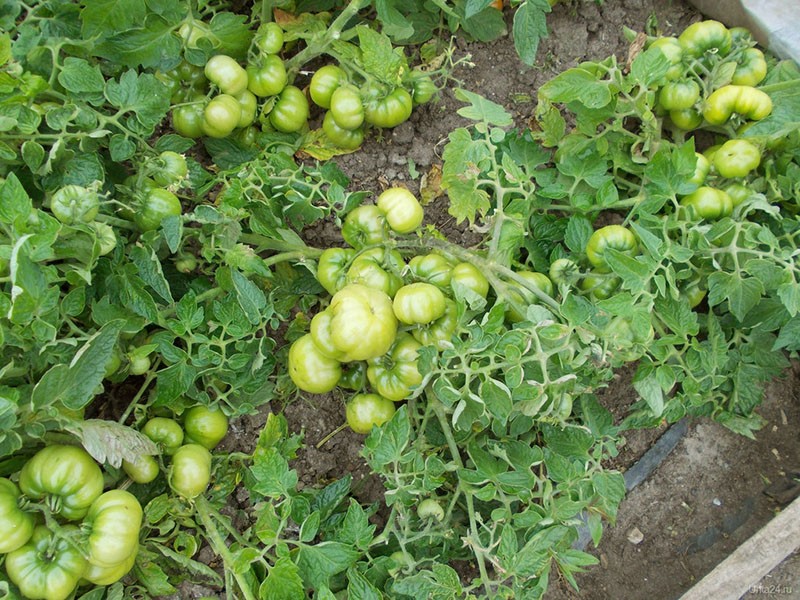 variété de tomate en fruits Labrador