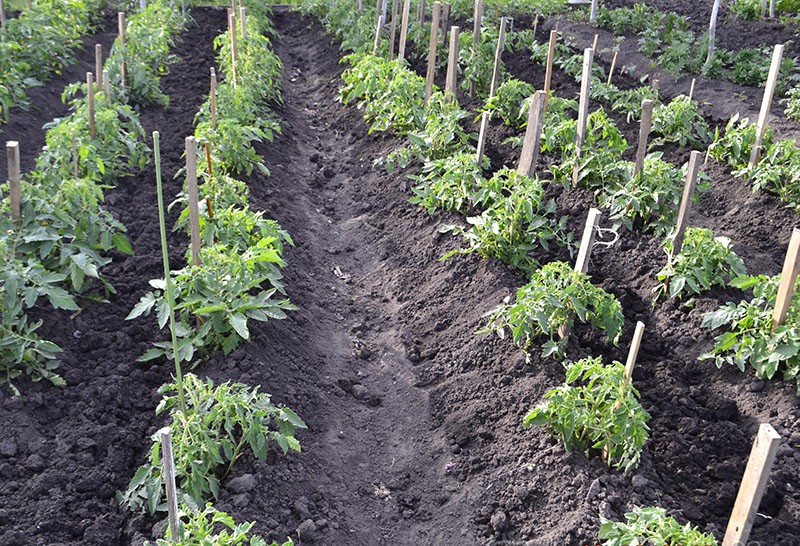 tomates labrador en plein air