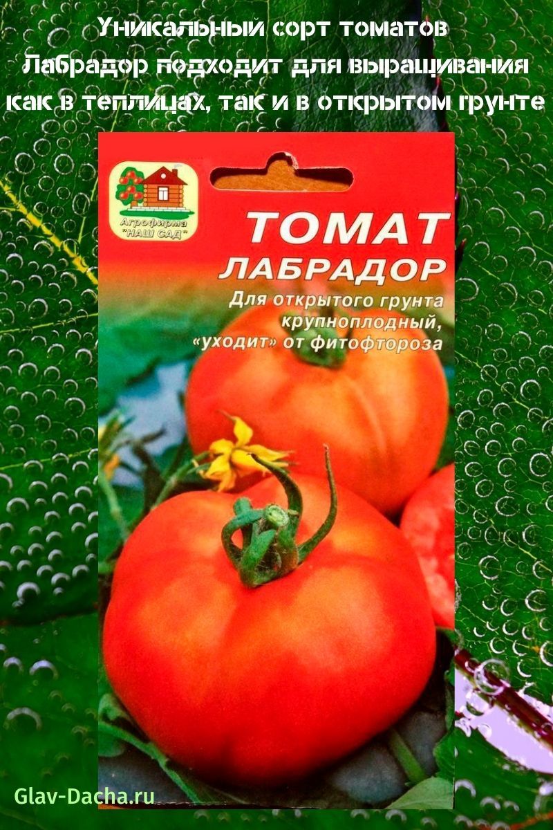 variedad de tomate Labrador