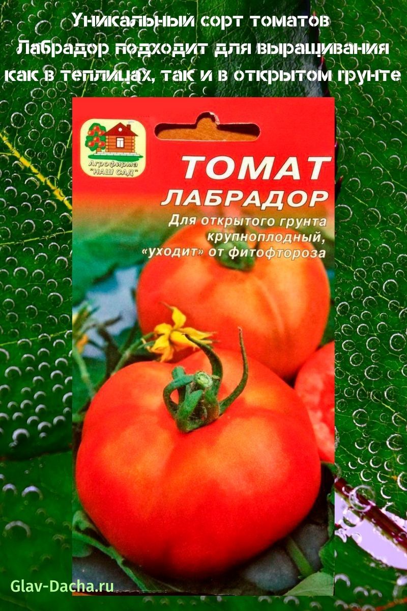 variété de tomate Labrador