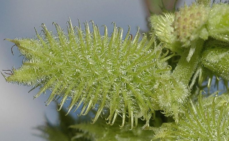 fruta de berberecho