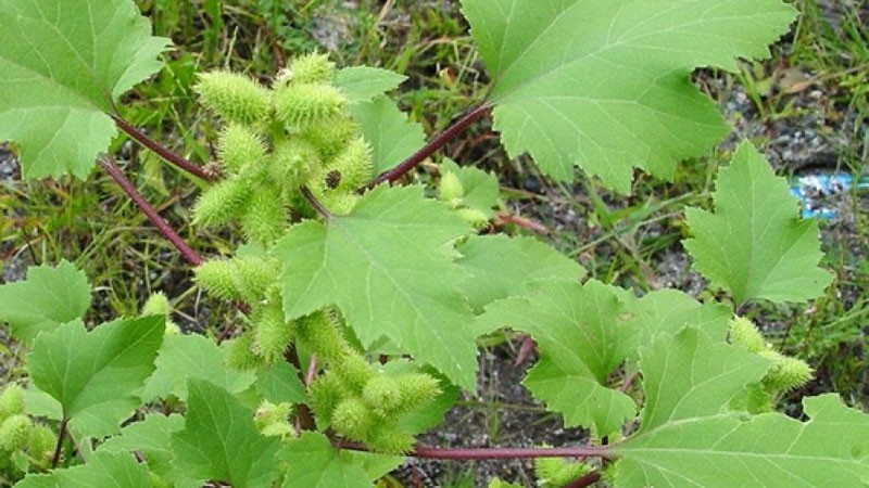 propiedades medicinales de cocklebur