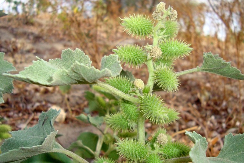 propiedades medicinales de cocklebur