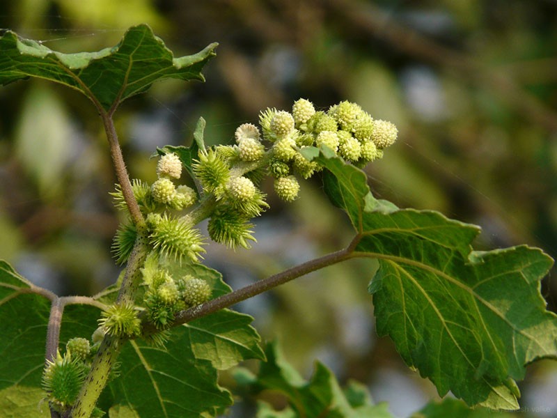 plante vénéneuse