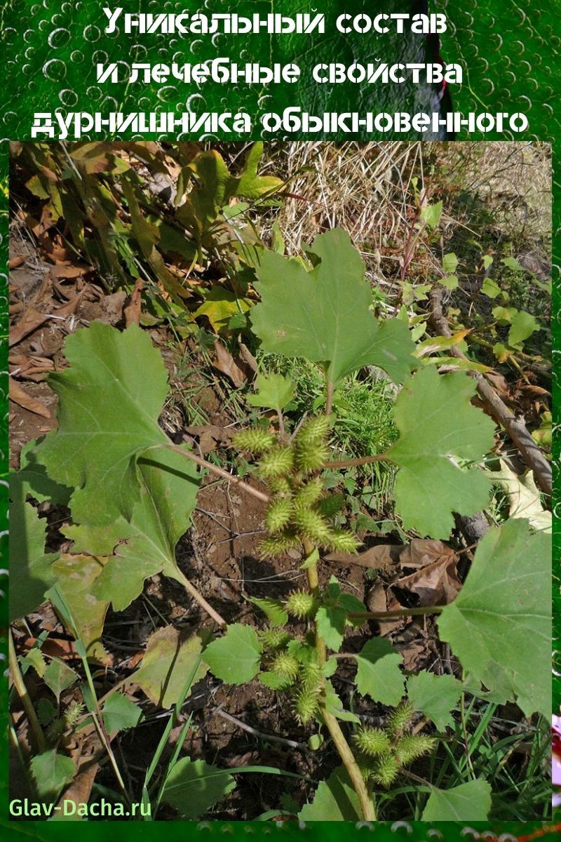 propiedades medicinales de cocklebur