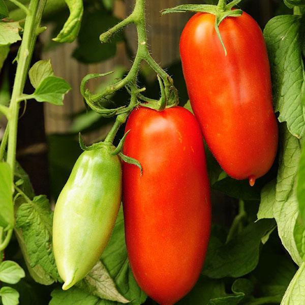 tomate pimiento rojo