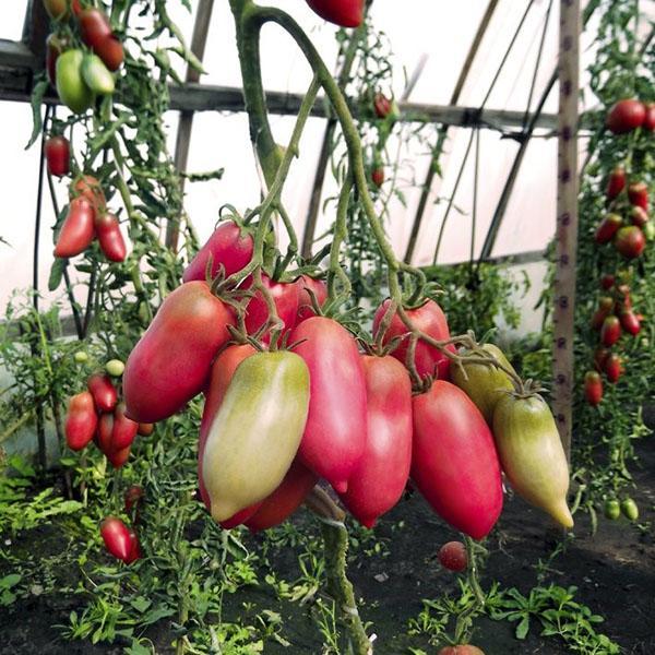 tomate poivre rose