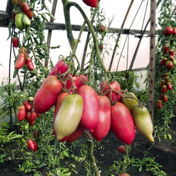 tomate pimiento rosa