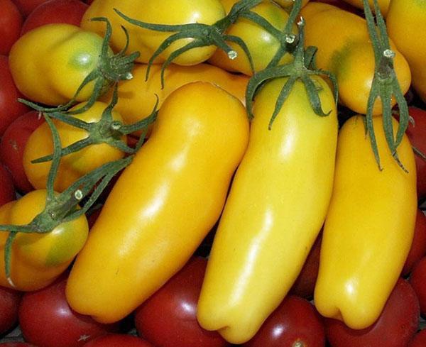 tomate poivron jaune