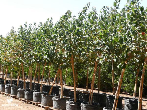 plántulas de tilo en el vivero