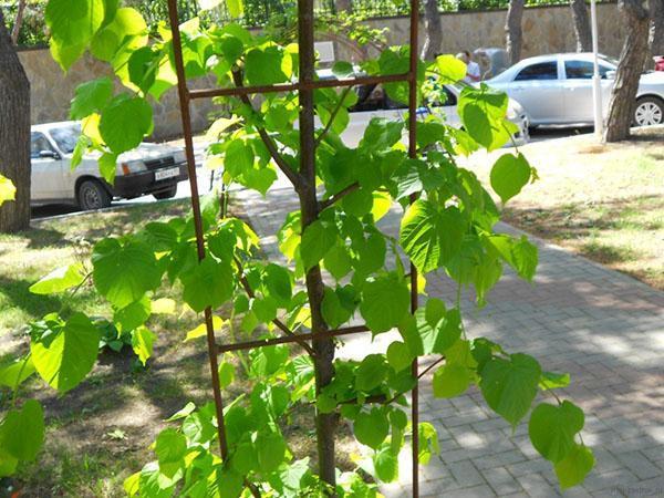 fijación de un árbol joven