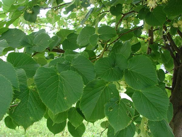 tilleul à grandes feuilles