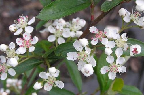flores de chokeberry