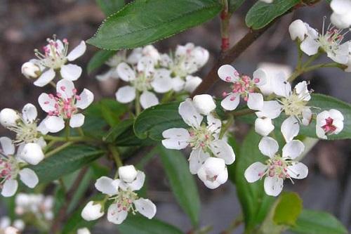 fleurs d'aronia