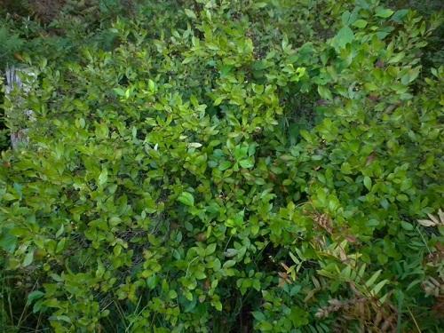 arbusto de chokeberry adulto