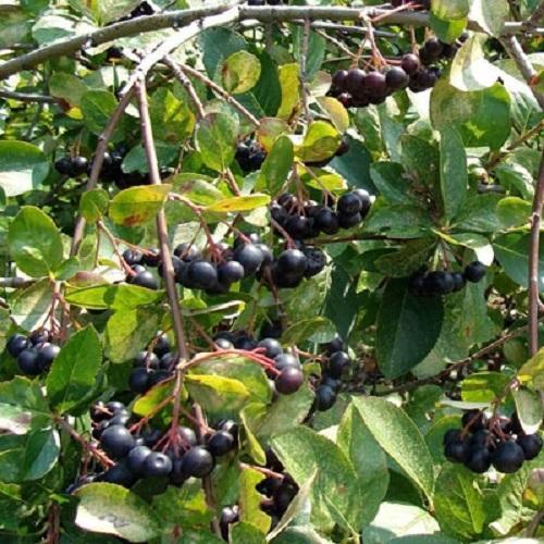 aronia