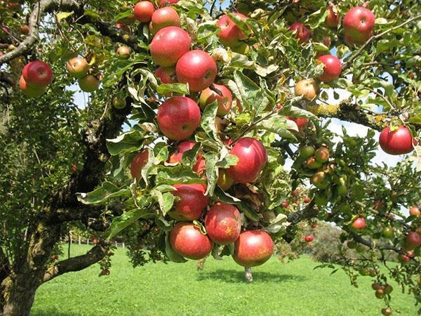 variedad de alto rendimiento Uslada